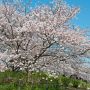 【権現堂桜堤】枝振りがいいっすね♪