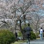 【茨城県・千波湖畔の桜】体を動かしている方ばかりのこの空間にカメオタが紛れているのはアウェー感ぱなぃｗｗｗｗｗｗｗ 