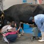 【佐野スプリングフェスティバル】牛の乳搾り体験までｗ このごった煮感、イメージはニコニコ超会議のミニマム版だなｗ