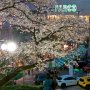 【宇都宮市・二荒山神社の桜】神社の手前にあるバンバ広場ではトレジャーマーケットなるイベントが行われカスタムカーが並べられていました 残念ながら痛車はいなかったｗ