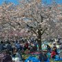【天平の丘公園の八重桜】桜の下は人口過密状態ｗ ここは撮影する場所では無いと悟ったｗ 
