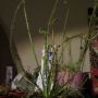 Drosera filiformis #vleesetendeplant