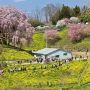 二本松市の合戦場のしだれ桜 まもなく見頃！