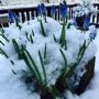 Blauw. En wit. 
