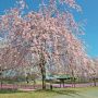 【長峰公園】県央で桜を撮影するのはおそらく今日が最後になると思われます 最後に快晴に当たったのはラッキーだったなぁ 今年は天気に泣かされっぱなしだった・・・