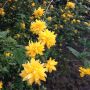 Iemand een idee hoe deze struik heet? #dtv #plant #tuin 