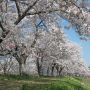 【桜紀行2014】栃木市・金崎思川堤の桜 河川敷の桜並木には電線が一切無いのがやっぱり(・∀・)ｲｲ!!