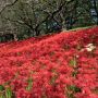 桜の名所として知られる権現堂堤に彼岸花の季節がｷﾀ━━(ﾟ∀ﾟ )ｷﾀ(　ﾟ∀ﾟ) (｡Ａ ｡ )ｷﾀ━━!!