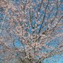 【天平の丘公園】こちらは安行寒桜 そろそろ散り始めといった所
