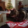 Xmas in #Paris with little Zelda..