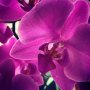 orchids #s02e07 #joinkinder