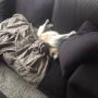 Was ik een dier dan was ik mijn hond. #deleven