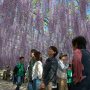 【あしかがフラワーパーク2017】こちらは300畳の広さを誇る同園のシンボル大藤棚 