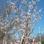 【天平の丘公園】北関東ゆえソメイヨシノは当然まだ蕾ですが道路脇に植えられた若い啓翁桜が見頃になってます