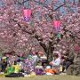 【天平の丘公園】桜の木の下に集う人々 これぞ日本の春や！！