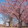 【宇都宮城址公園の河津桜2017】昨年よりも咲きそろうのがかなり早いような気がします 今年の冬も暖かかったからなー 