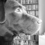 Dag lieve Maurice. :(