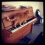 Sammy plays the piano