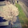 Lente @ Mediapark