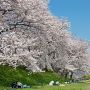 【権現堂桜堤】視線の先には春色の空