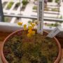 piepkleine gele bloemetjes van de utricularia