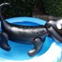 Hond in zwembad. #takkie
