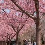 【宇都宮城址公園の河津桜2017】撮影会的な事をやってる人達もいらっしゃった♪ 