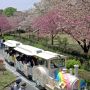 【天平の丘公園】公園南部も散策 こちらも八重桜でいっぱい