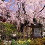 【栃木の桜】太平山の麓に位置する太山寺境内に鎮座するイワシダレザクラ 太平山を訪れた際には是非！