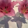 Found two flowers on the street. 
Glad I picked them up.