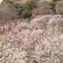 同じく茨城の梅の名所「偕楽園」 こちらも今年は開花は遅れ気味なようです