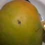 Deze mango is zo groot :O hij paste niet eens op de foto :P