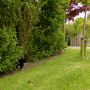 Zoek de #poes