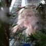 Door de boom het kind niet meer zien... #cs