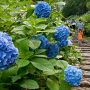 【太平山 あじさい坂】紫陽花は参道の低い所ほど株の数が少ない印象 これから咲くのかなぁ？