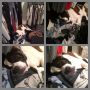 While rushing to unpack and repack again, leaving my closet a complete disaster... Malibu found her new bed 