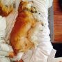 For real puppy snuggles 