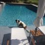 She's not supposed to be in the pool... 