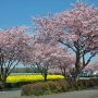 【桜紀行2014】下野市・天平の丘公園近くの思川桜 道路の両脇に植えられた思川桜と菜の花、青空の三段締めが綺麗です♪