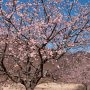 【佐野市・みかも山公園】東口にある河津桜、ちょっとピークを逃してしまった感がありますが見頃で～す 