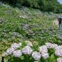 【幸手市権現堂の紫陽花】紫陽花はピークを過ぎた感じですかね 日の当たる場所では色落ちが目に付きました