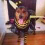 Happy Halloween from my boy Romie! He's on the prowl to find dem honeys 