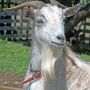 まずは園内で飼育されているヤギと戯れる ググってみるとけっこう前からいたらしいんだがヤギがいるなんてとんと知らなかったぜｗ
