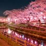 【真岡市・行屋川水辺公園の桜】ちょっと高い位置から撮った1枚 やっぱ水辺の桜って良いよね～♪