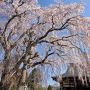 【栃木の桜】益子町・光明寺の枝垂れ桜