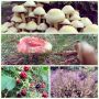 Herfst = mooi