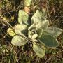 Flower plant/ plant flower (cross out if not applicable) 
