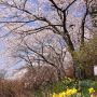 【栃木の桜】桜の名所として知られる太平山周辺の桜 山頂から麓まで見所たっぷりです 桜の時期は交通規制がありますのでご注意を