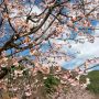 【栃木の桜】みかも山公園の河津桜 佐野に春の到来を告げる早咲きの桜です
