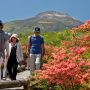 【那須】八幡のツツジ ちょっと遠いけど高原に広がる大群生は一見の価値アリ！